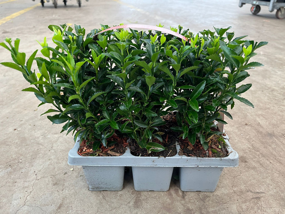 Euonymus Jap. Green Spire  X 6 Plant Pack