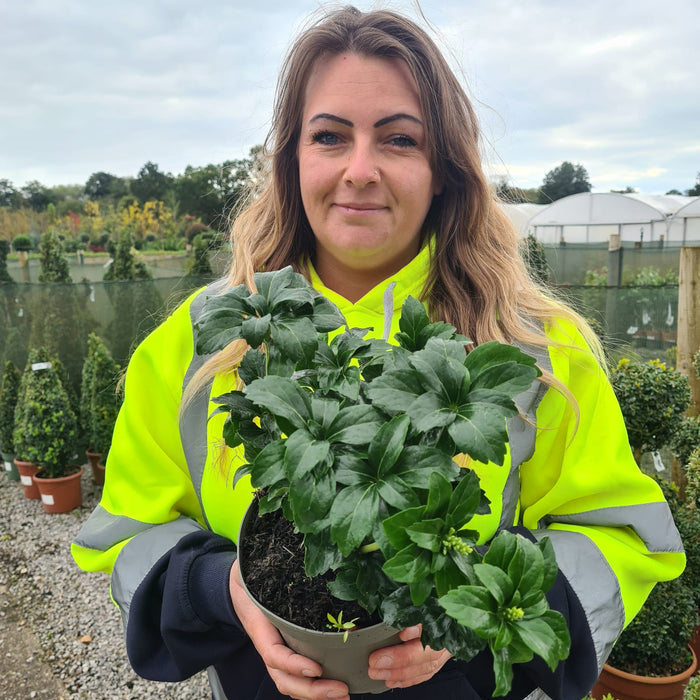 Pachysandra Green Sheen 2 Litre Pot