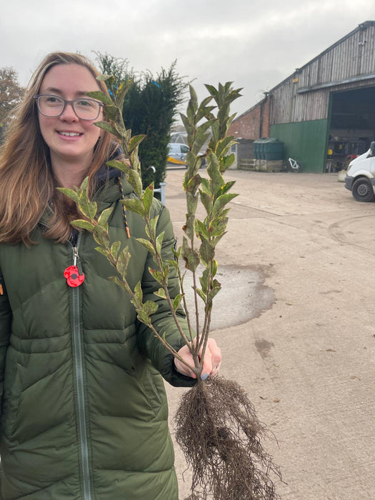 Golden Privet Bare Root 40-60cm