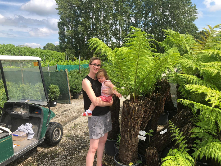 Tree Fern Dicksonia Antarctica 5 Foot Log April Delivery