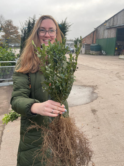 Box Hedging 30/40cm Bare Root