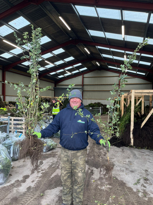 Hawthorn Hedging Bare Root 125-150 cm Pre Order November