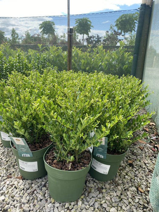 Ilex Crenata Hedging Jenny 2 Litre Pot