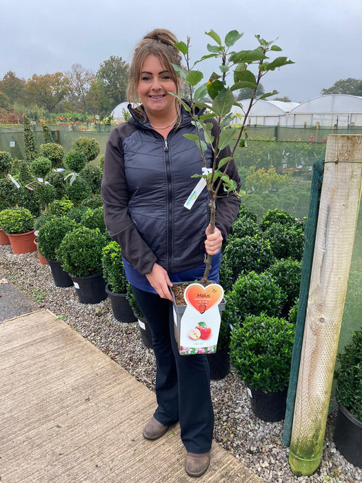 Apple Braeburn 5 Litre Pot Patio Fruit