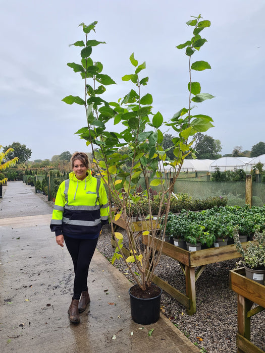 Calycanthus Aphrodite 20 Litre 190/200cm