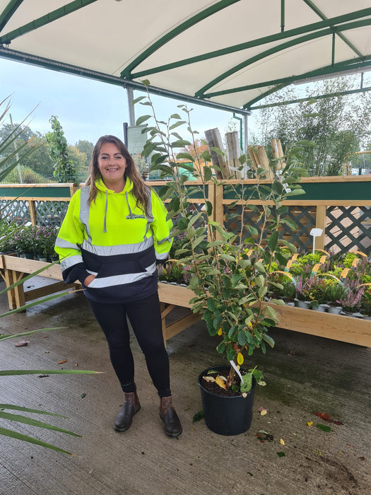 Hamamelis Arnolds Promise 20 Litre Pot 150/160cm Tall