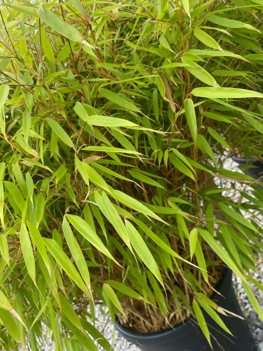 Bamboo Fargesia Ruffa 7.5 Litre Pot