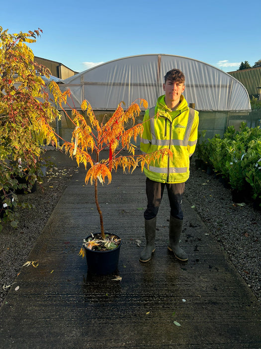 Rhus Typhinia Tiger Eyes Litre 20 Litre Pot 140/150cm Tall