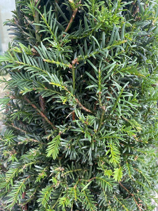 Taxus Baccata Cone 10 Litre Pot 75/80cm