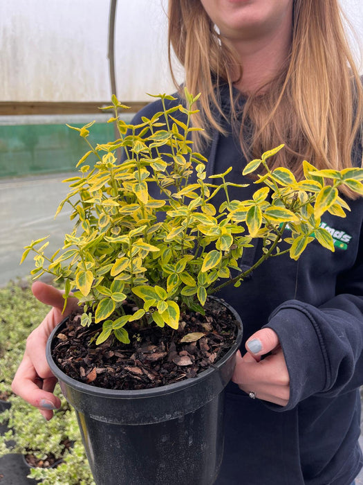 Euonymus Emerald and Gold 3 Litre Pot
