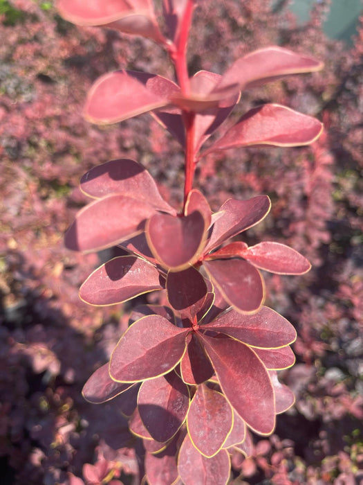 Berberis thunbergii Golden Ring 3 Litre Pot