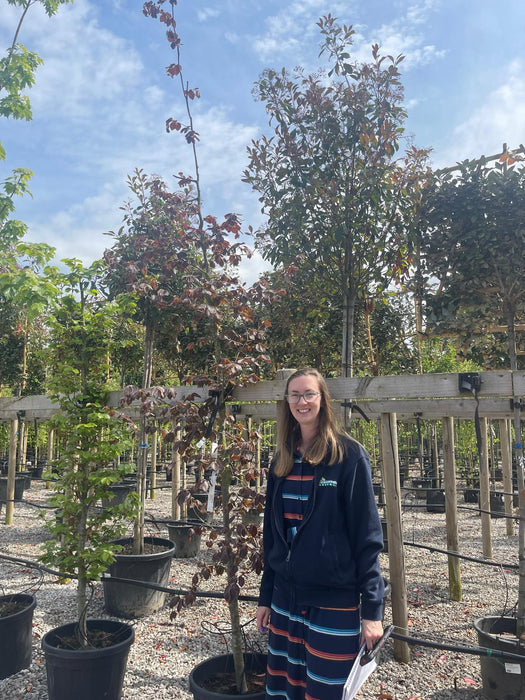 Fagus Sylvatica Atropunicea Rootballed 8/10cm Girth Delivery November