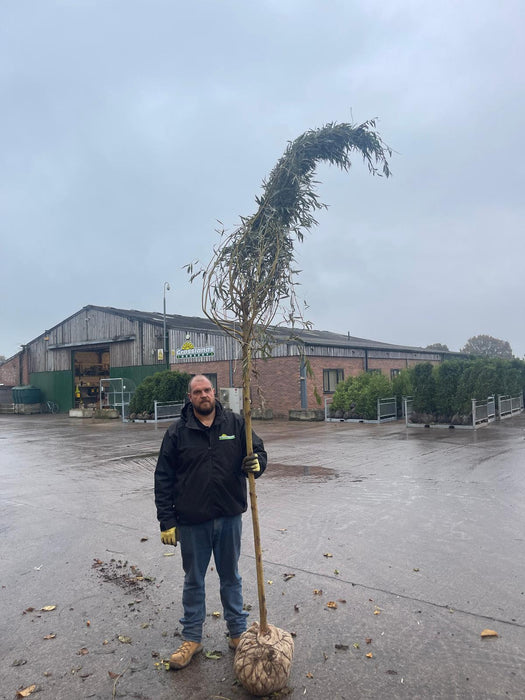 Salix x sep. Tristis - Chrysocoma Rootballed 10/12cm Girth