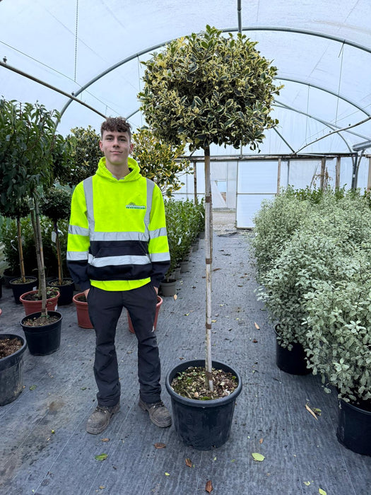 Ilex Aquifolium Argentea Marginata 130 cm - 45 Litre 1/2 Standard