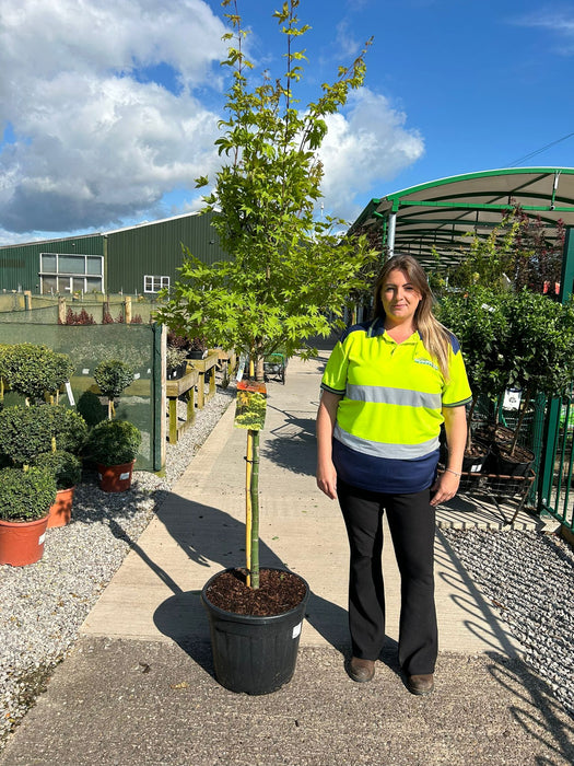 Acer palmatum Summergold 35 Litre Pot Headed Tree Shape