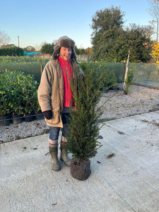 Yew Hedging Root Ball 100/120cm