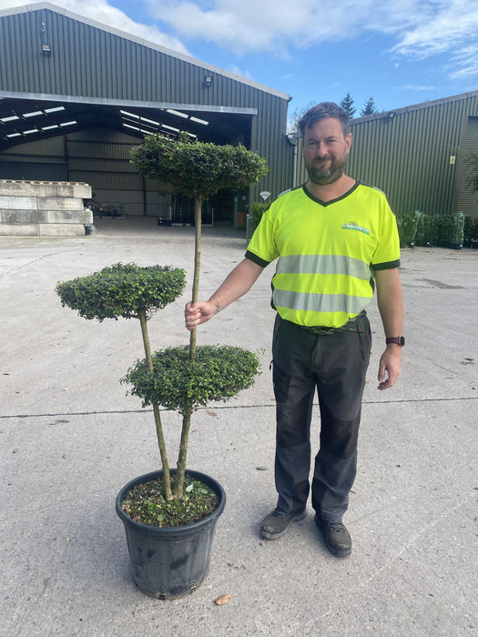 Ligustrum Delavayanum 25 Litre Pot 3 Disc Plateau