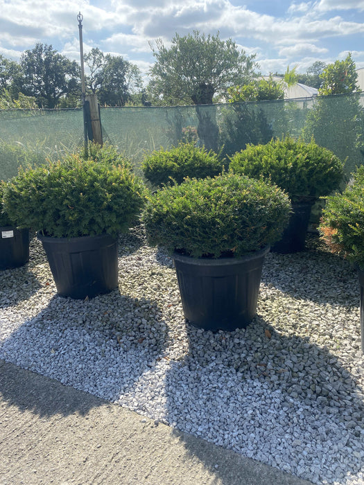 Taxus Baccata Dome 70-80cm Wide