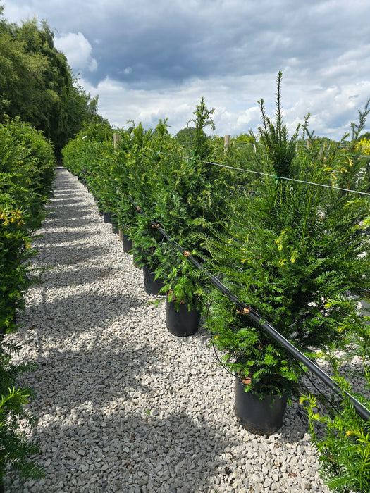 Yew Hedging 15 Litre Pot 125/150cm