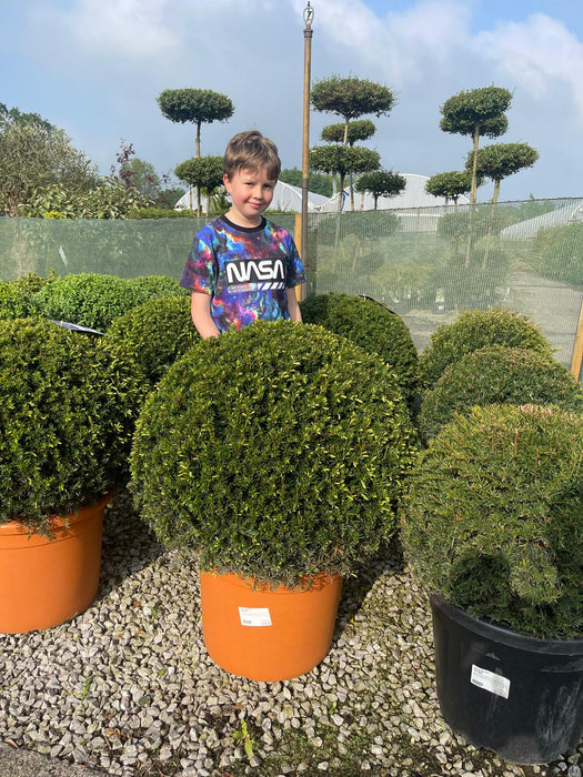 Yew Or Taxus Baccata Ball 40 Litre Pot 60/70cm