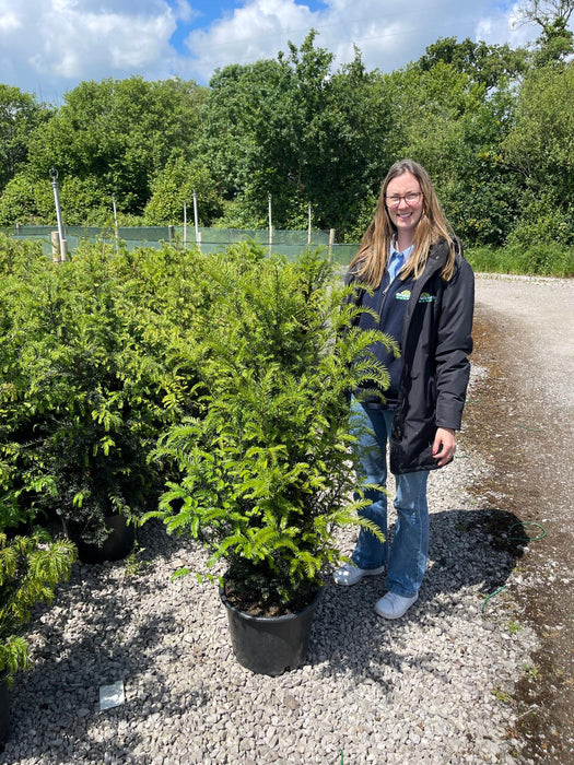 Yew Hedging  20 Litre Potted 100-110cm