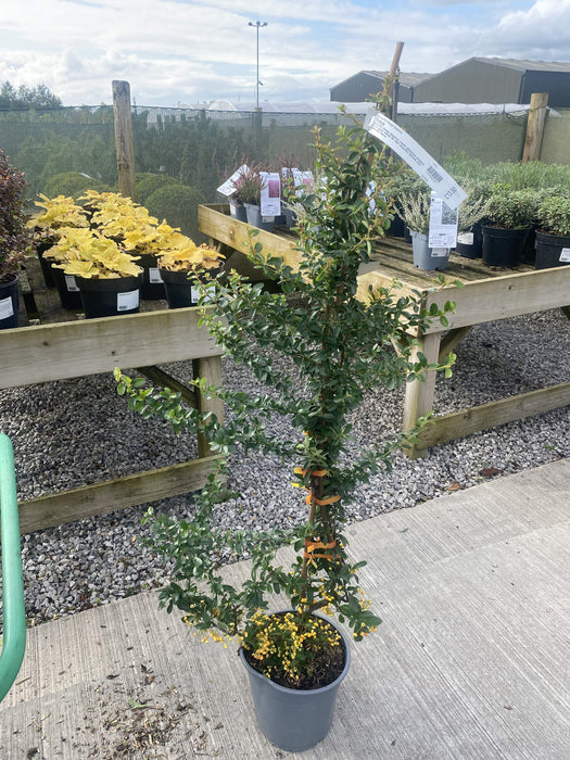 Pyracantha Orange Sapphire 4.5 Litre Pot