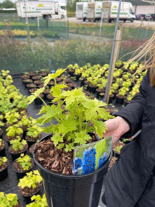 Delphinium Sky Blue White Bee 3 Litre Pot