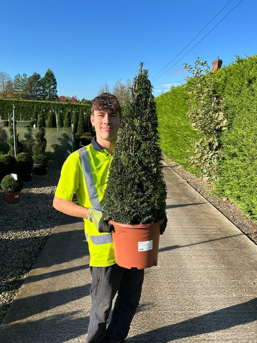 Yew Cone 10 Litre Pot 70/80cm