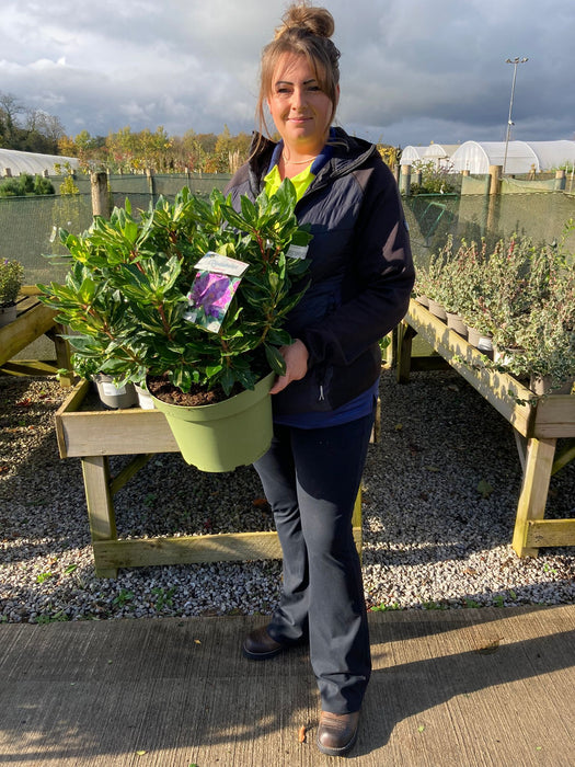 Rhododendron Hybrid Goldflimmer 10 Litre Pot