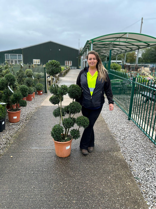 Ilex Crenata Kinme Pom Pom  18Litre Pot 100/120cm