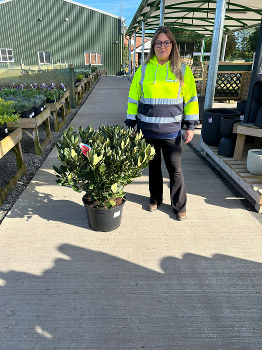 Rhododendron Hybrid Nova Zembla 25 Litre Pot Specimen