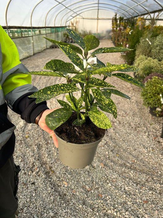 Aucuba Japonica Vareigata 2 Litre Pot