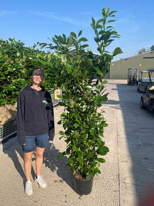 Laurel Hedging, Cherry Laurel Hedging 180/200cm