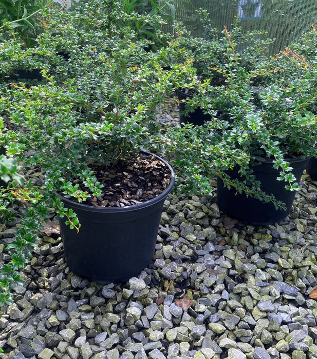 Berberis Darwinii Compacta 3 Litre Pot