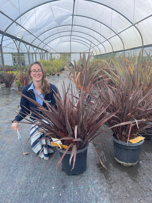 Phormium Red Sensation 3.5 Litre Pot