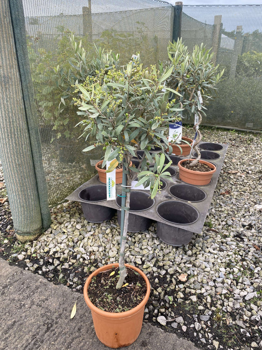 Olea Europea - Olive Mini Standard 4 Litre Pot 40 cm Stem