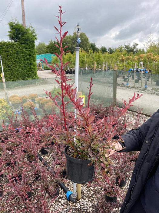 Berberis Hedging Red Chief 2 Litre Pot