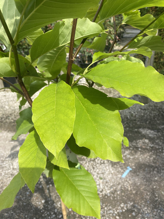 Magnolia Blue Opal 5 Litre Pot 1/4 Standard