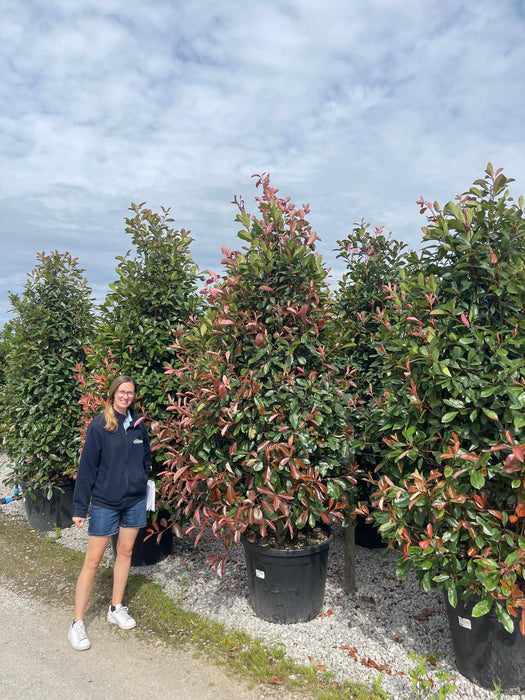 Photinia Red Robin 250cm Extra Sized Cone 130 Litre Pot