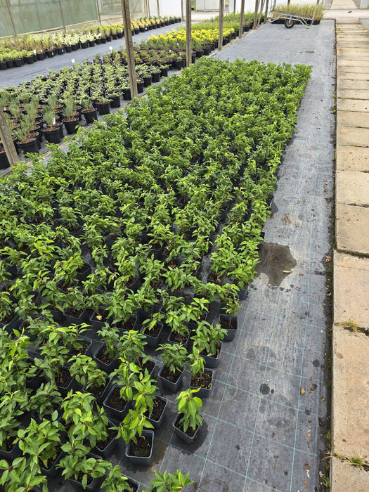 Portuguese Laurel Hedging 9cm Pot