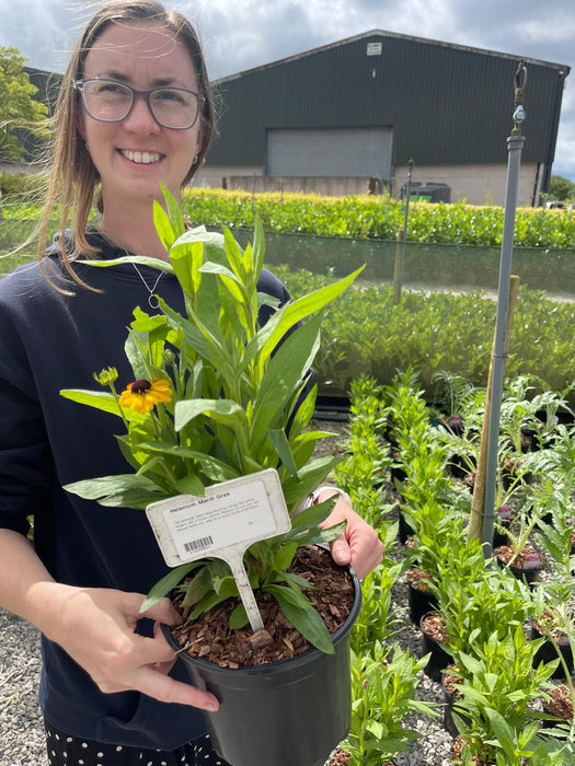 Helenium Mardi Gras 3 Litre