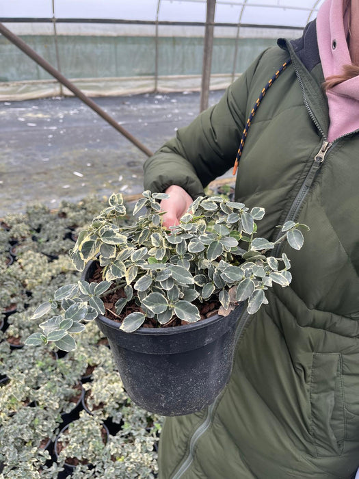 Euonymus Emerald Gaiety 2 Litre Pot