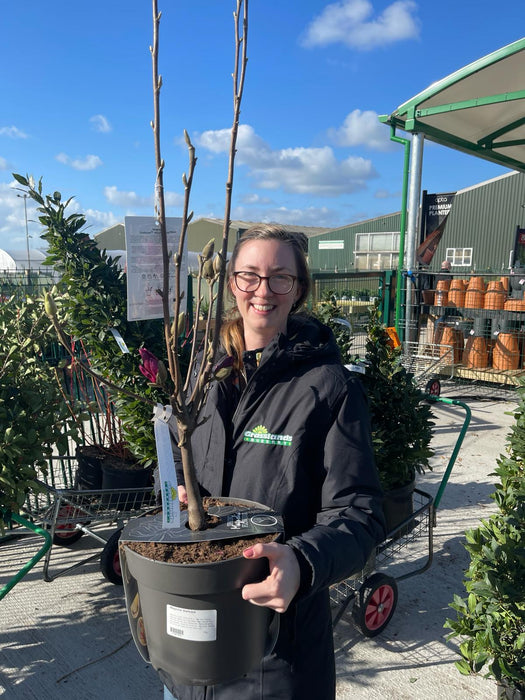 Magnolia Starburst 7.5 Litre Pot