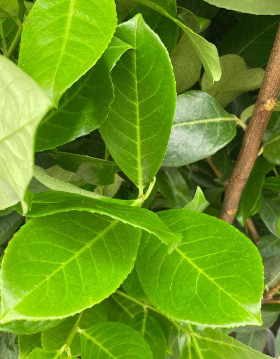 Laurel Hedging, Cherry Laurel Hedging 10 Litre Pot 100/125cm