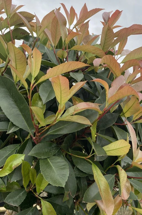 Photinia Red Robin 250cm Extra Sized Cone 130 Litre Pot