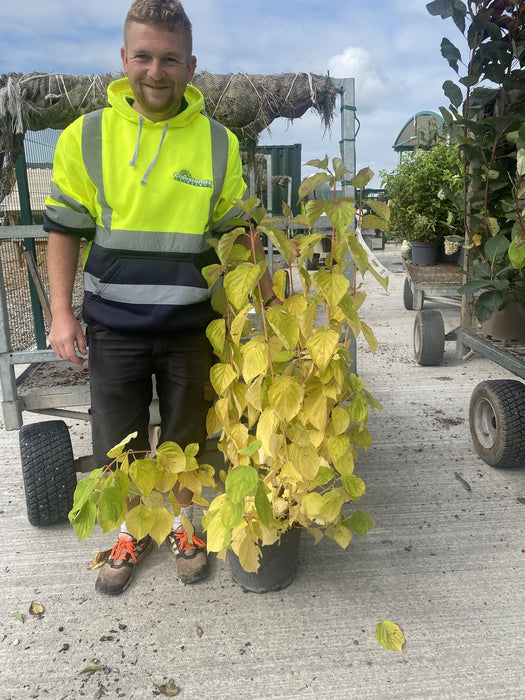 Cornus Magic Flame 10 Litre Pot