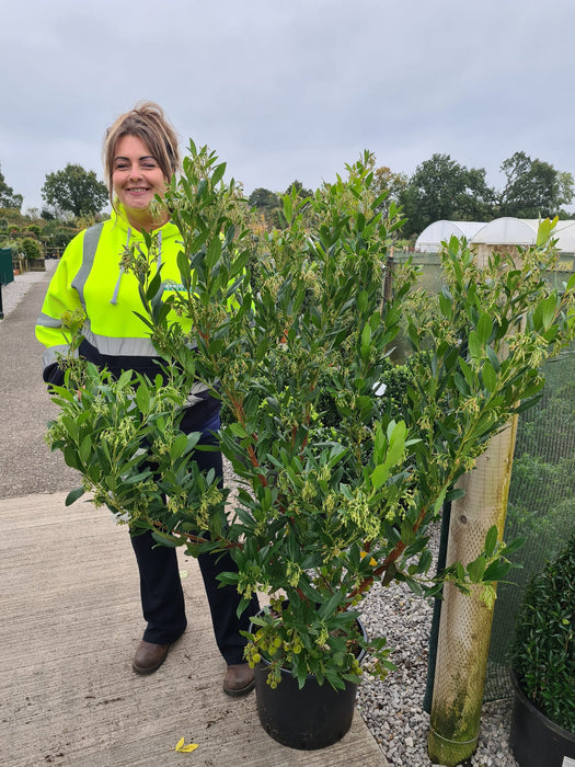 Arbutus Unedo Atlantic 20 Litre Pot 130cm Tall