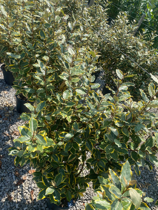 Elaeagnus x Vivileg 9 Litre Pot 80/100cm