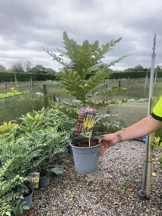 Mahonia media Winter Sun 4.5 Litre Pot