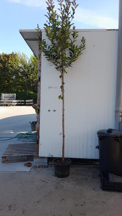 Photinia Red Robin Full Standard 20 Litre Pot 6/8cm Girth